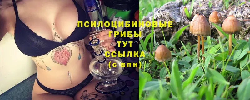 Псилоцибиновые грибы Psilocybine cubensis  мориарти какой сайт  Горячий Ключ 